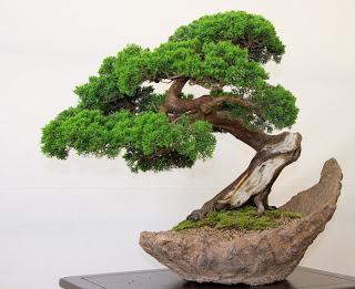 Un pensiero bonsai elevato all'ottava potenza. Un pensiero bonsai elevato all'ottava potenza.