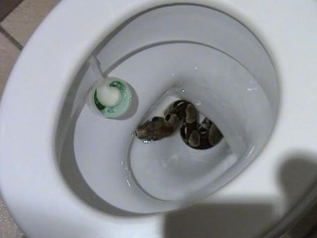 Serpenti ovunque,anche in bagno..e mordono anche!