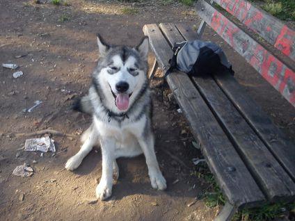 Mercurio, sette mesi, Alaskan Malamute