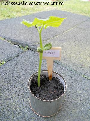 IL FAGIOLO MAGICO IL FAGIOLO MAGICO