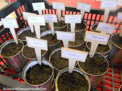 IL FAGIOLO MAGICO IL FAGIOLO MAGICO