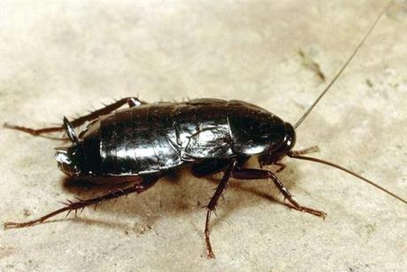 Le fantastiche avventure della Fenice: Io ODIO gli scarafaggi #1