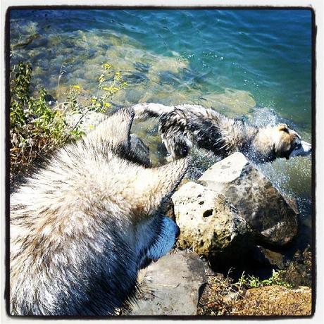 Mercurio e Ayak, due Alaskan Malamute amanti dell'acqua