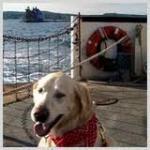 cane sul traghetto