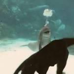 Ragazza fa la ruota, il delfino ride (Video)