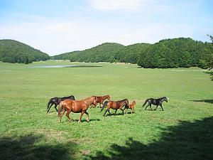 campo maggiore