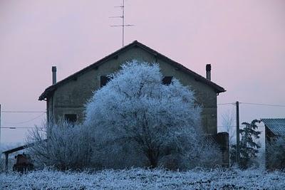 alba gelata alba gelata