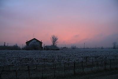alba gelata alba gelata