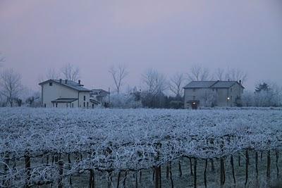 alba gelata alba gelata