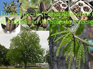 Le noci pecan (Carya illinoensis) di Cutrofiano del Salento leccese