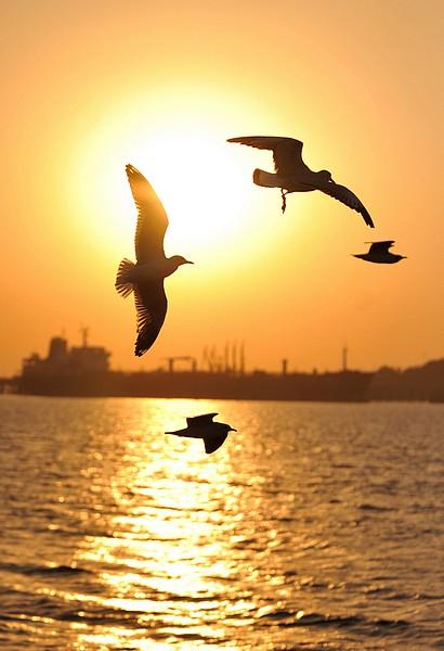 FOTO DEL GIORNO 21 DICEMBRE 2010 : I GABBIANI AL TRAMONTO DI MUMBAI