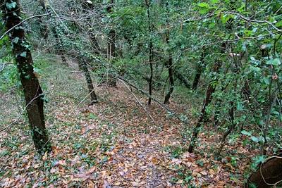 nel bosco, in cerca di ruscelli nel bosco, in cerca di ruscelli