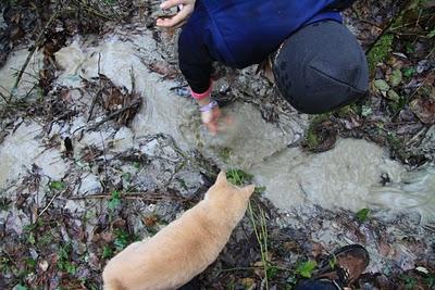 nel bosco, in cerca di ruscelli nel bosco, in cerca di ruscelli