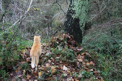 nel bosco, in cerca di ruscelli nel bosco, in cerca di ruscelli
