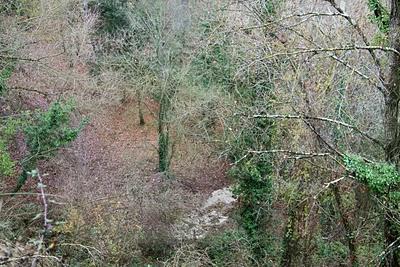 nel bosco, in cerca di ruscelli nel bosco, in cerca di ruscelli