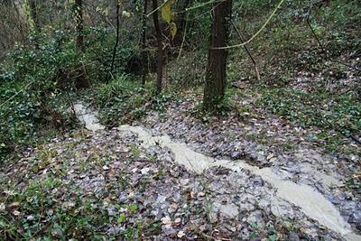 nel bosco, in cerca di ruscelli nel bosco, in cerca di ruscelli