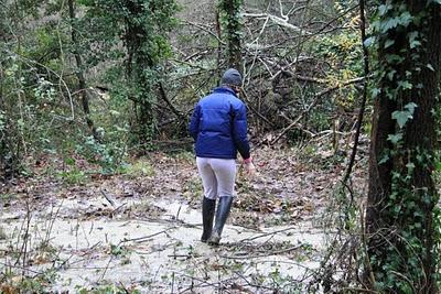 nel bosco, in cerca di ruscelli nel bosco, in cerca di ruscelli