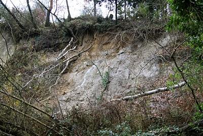 nel bosco, in cerca di ruscelli nel bosco, in cerca di ruscelli