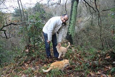 nel bosco, in cerca di ruscelli nel bosco, in cerca di ruscelli