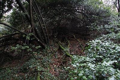 nel bosco, in cerca di ruscelli nel bosco, in cerca di ruscelli