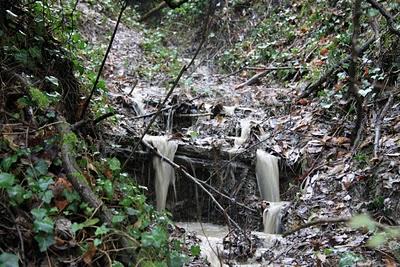 nel bosco, in cerca di ruscelli nel bosco, in cerca di ruscelli