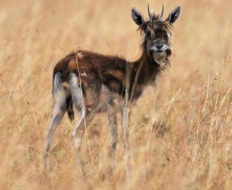 FOTO DEL GIORNO 22 DICEMBRE 2010 : LA STRANA GAZZELLA PELOSA DEL KENYA