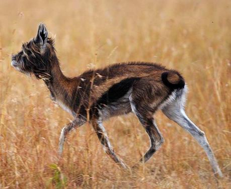 FOTO DEL GIORNO 22 DICEMBRE 2010 : LA STRANA GAZZELLA PELOSA DEL KENYA