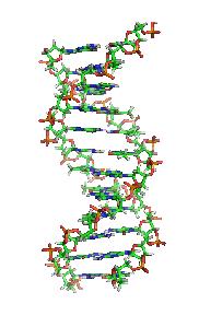Sequenze del DNA per tutti