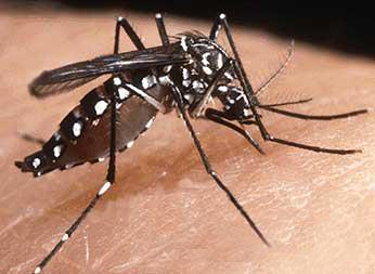 L'uso di insetti come armi non convenzionali, ed in particolare delle zanzare Aedes Aegypti, da parte dell'esercito statunitense