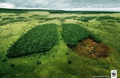 Rasa al suolo la foresta amazzonica