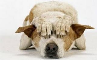 Bòtti di fine anno, un massacro per gli animali Bòtti di fine anno, un massacro per gli animali