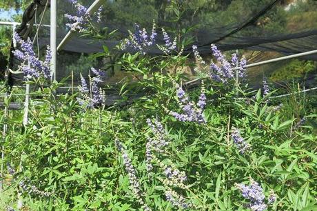 Vitex Agnus castus un nome importante per una piante semplice