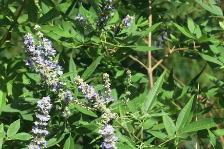 Vitex Agnus castus un nome importante per una piante semplice