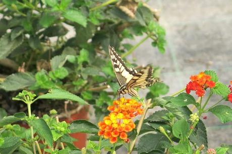Le farfalle e i fiori