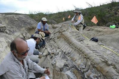 Messico: scoperta una coda intatta di dinosauro
