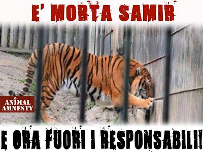 Muore Samir, la tigre che uccise il suo padrone