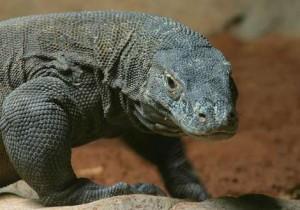 Il Drago di Komodo: la lucertola più grande al mondo in Indonesia
