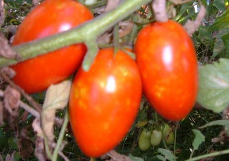 Cure colturali per i pomodori