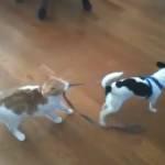 Gatto trascina cane al guinzaglio (Video)