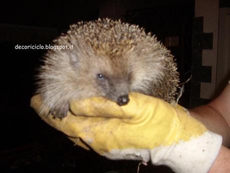 101 Cose Su di Me - 10° e ultima puntata: le cose che mi emozionano e il riccio STA43655