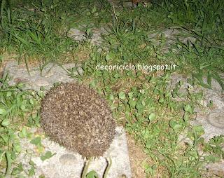 101 Cose Su di Me - 10° e ultima puntata: le cose che mi emozionano e il riccio 101 Cose Su di Me - 10° e ultima puntata: le cose che mi emozionano e il riccio