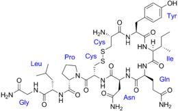 ossitocina