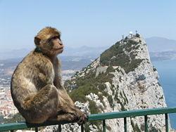 La Questione Gibilterra spiegata alle scimmiette.