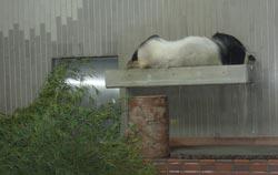 Panda che dorme a Ueno