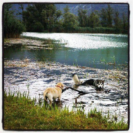 Mercurio(Alaskan Malamute) e Sunrise (Golden Retriever) si godono il Lago di Cavazzo Carnico (Ud) durante una escursione estiva