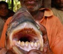 Allerta pesce Pacu in Europa Parente dei Piranha strappa a morsi i testicoli 