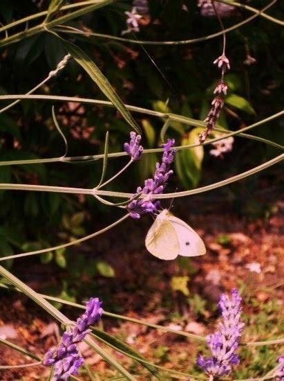 Zucchero profumato alla lavanda