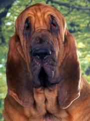 Bloodhound