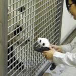 Yuan Yuan, mamma panda rivede il suo tenerissimo cucciolo01