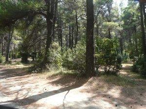 Dal Palazzo Reale di Tatoi all’ennesima vergogna Dal Palazzo Reale di Tatoi all’ennesima vergogna